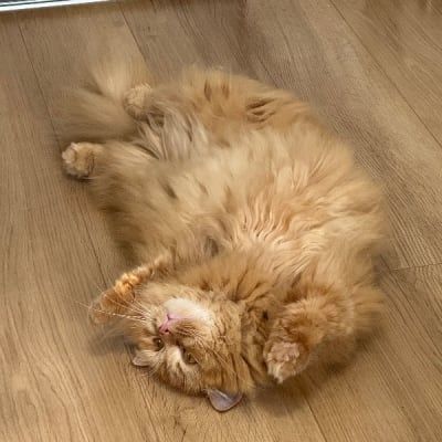 まーちゃん