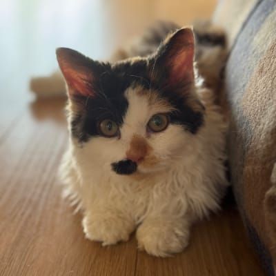 しゃーみー
