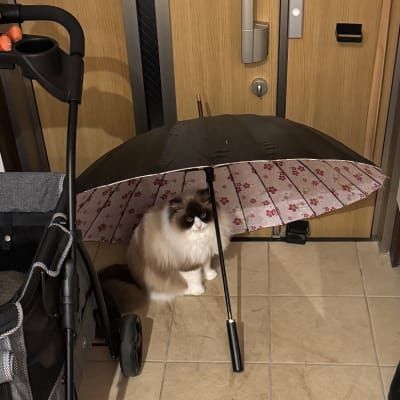 らあたん